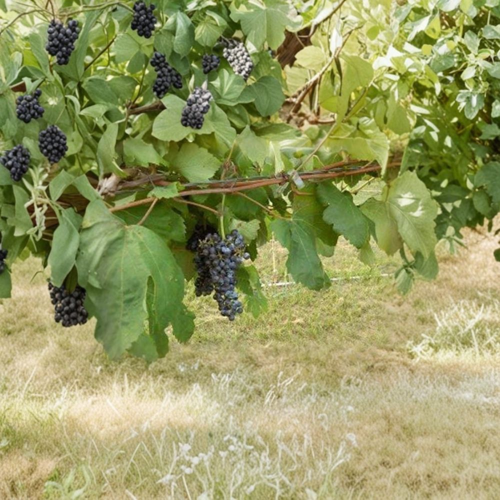 Black Monukka Seedless Grape Vine | 3 Gallon Live Plant | Vitis vinifera | Self-Fertile Sweet Black Grapes | Easy to Grow