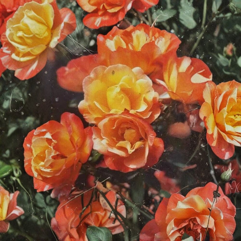Climbing Rose Plant | 2 Gallon | Climbing Piñata Rose | Yellow & Vermilion Orange Blooms | Rosa 'Piñata' | Trellis Friendly