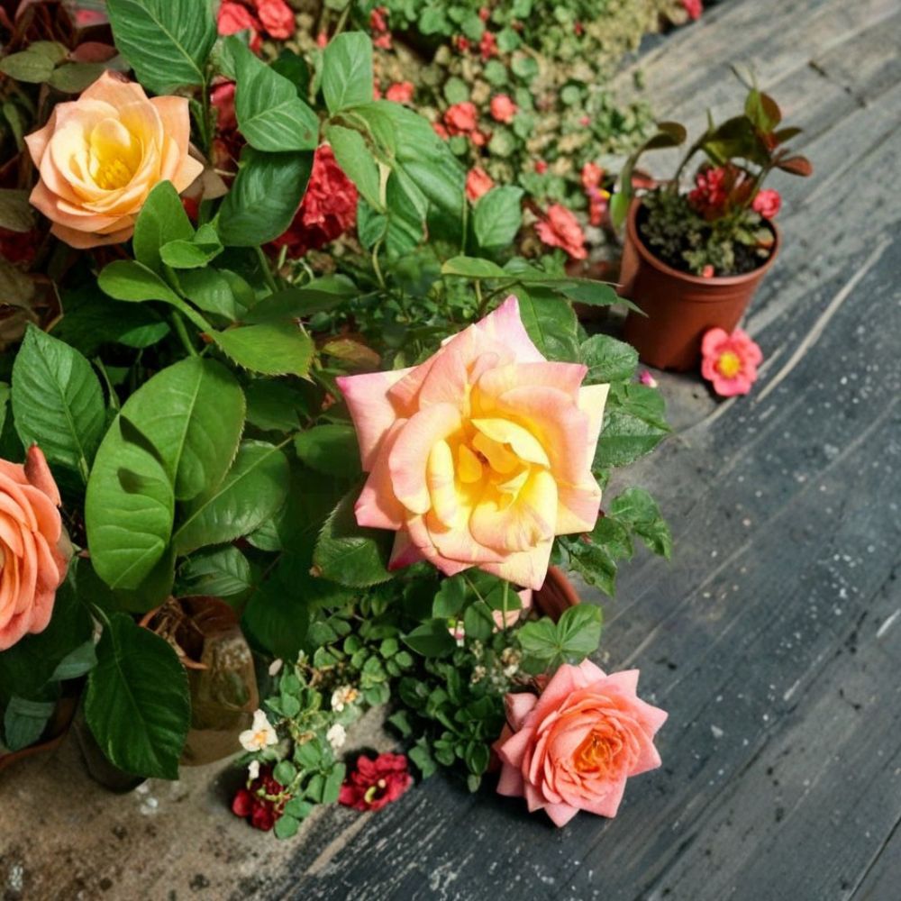 Jacob's Robe Climbing Rose Plant - 2 Gallon - Yellow, Pink & Red Double Blooms - Rosa 'Jacob's Robe' - Trellis Friendly