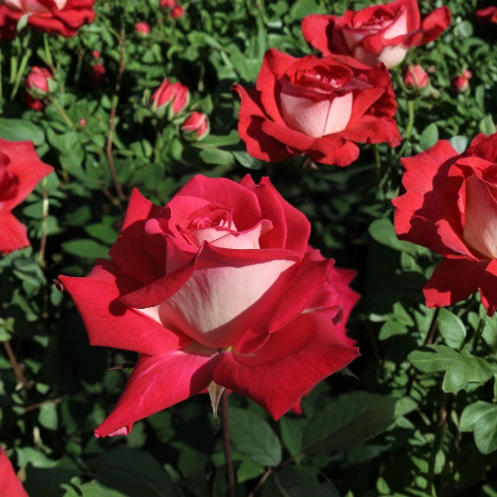 Love Grandiflora Rose Live Plant | 3 Gallon Ruby Red & White Fragrant Shrub | Rosa hybrida | Garden & Landscape Friendly