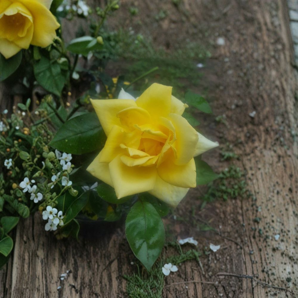 Oregold Grandiflora Rose Bush - 2 Gallon Live Plant - Rosa 'Oregold' - Bright Yellow Blooms for Garden and Landscape