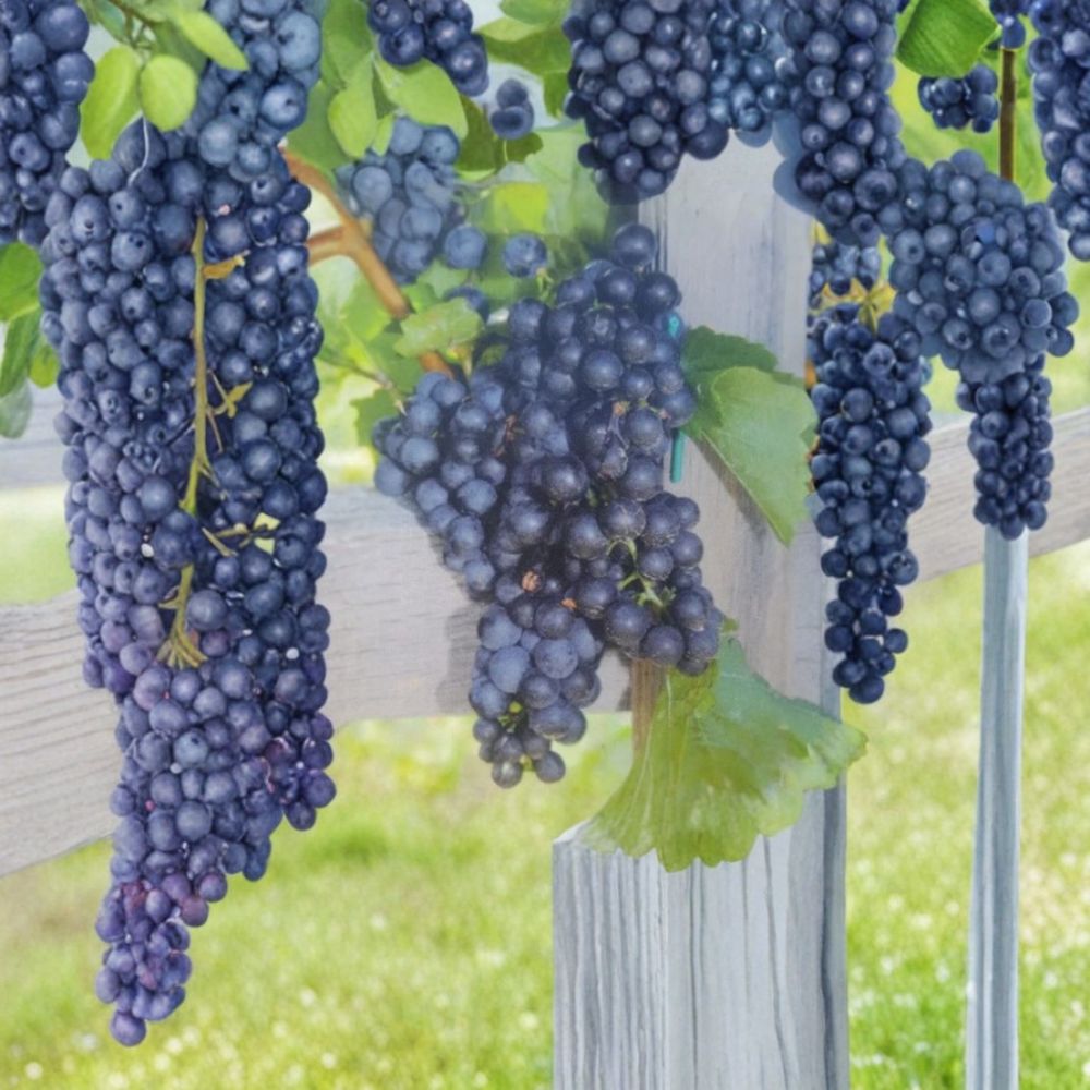 Mars Seedless Grape Vine | 3 Gallon Plant | Sweet Seedless Grapes | Vitis labrusca 'Mars' | Easy to Grow Fruit Vine
