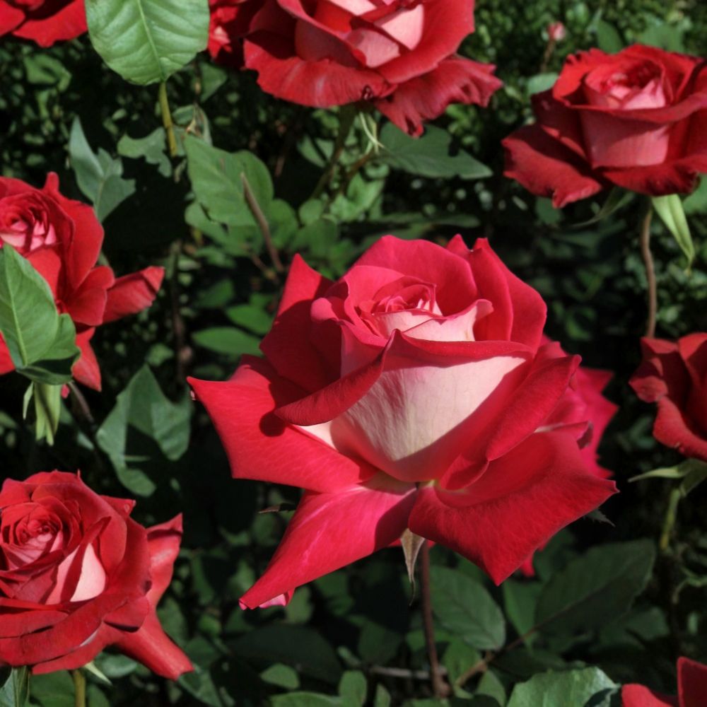 LOVE Grandiflora Rose Bush Plant | 5 Gallon | Ruby-Red Blooms | Rosa 'LOVE' | Easy to Grow for Landscape & Garden