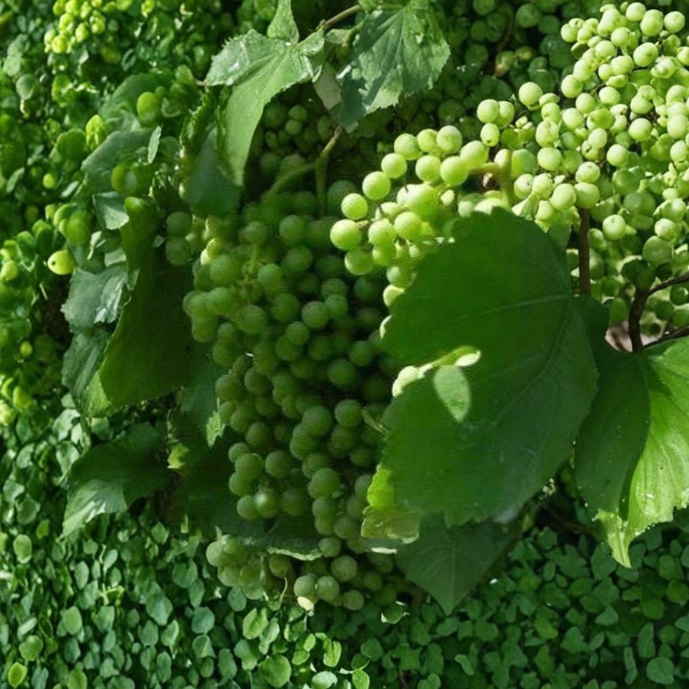 Chardonnay White Wine Grape Vine Live Plant | Vitis vinifera | Self-Fertile | Fast Growing | 4-6 Feet Tall | Vineyard Favorite