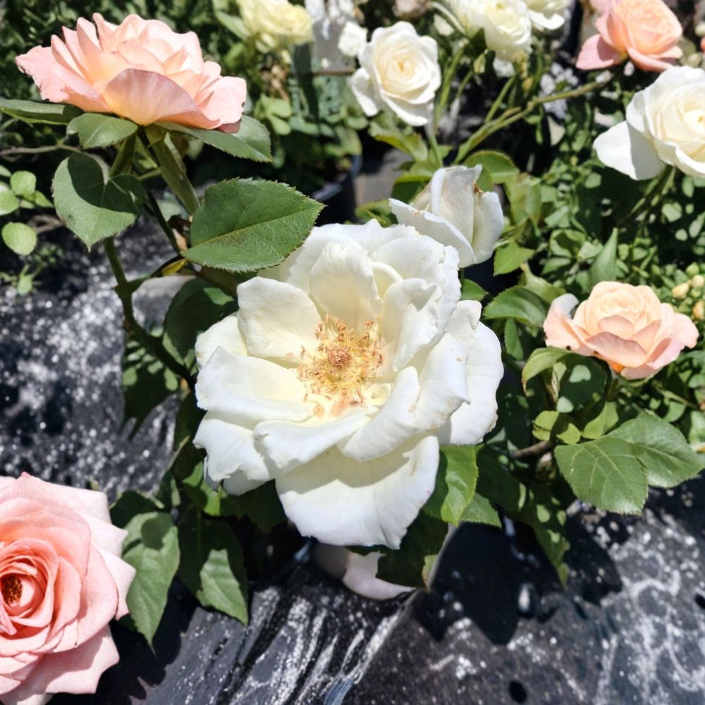 White Lightnin Grandiflora Rose Plant | 5 Gallon Bush | Rosa 'White Lightnin' | Easy to Grow | Landscape & Garden Friendly