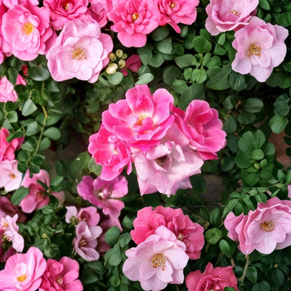 Pink Knock Out® Rose Live Plant | 2 Gallon | Medium Pink Flowering Shrub | Rosa hybrida | Disease Resistant & Easy to Grow