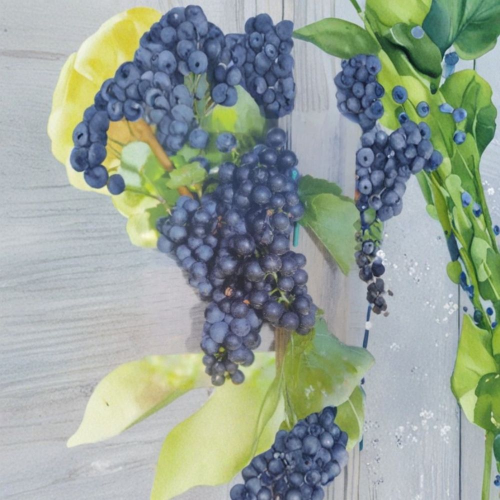 Mars Seedless Grape Vine | 2 Gallon Live Plant | Vitis labrusca 'Mars' | Sweet, Hardy Fruit Vine | Easy to Grow
