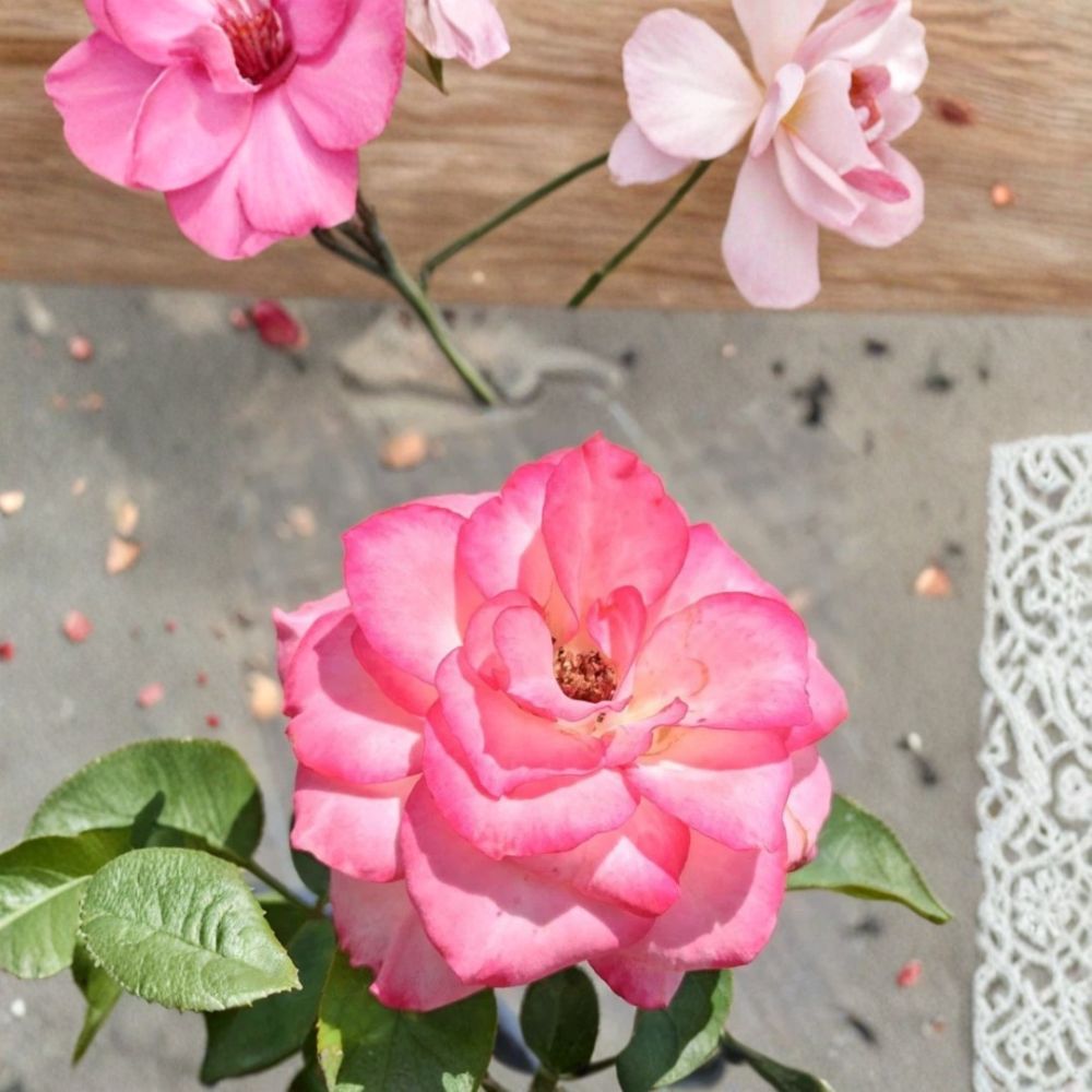 Nichole Everblooming Floribunda Rose Bush | 3 Gallon | White & Pink Blooms | Rosa hybrid 'Nichole' | Reblooming Garden Rose