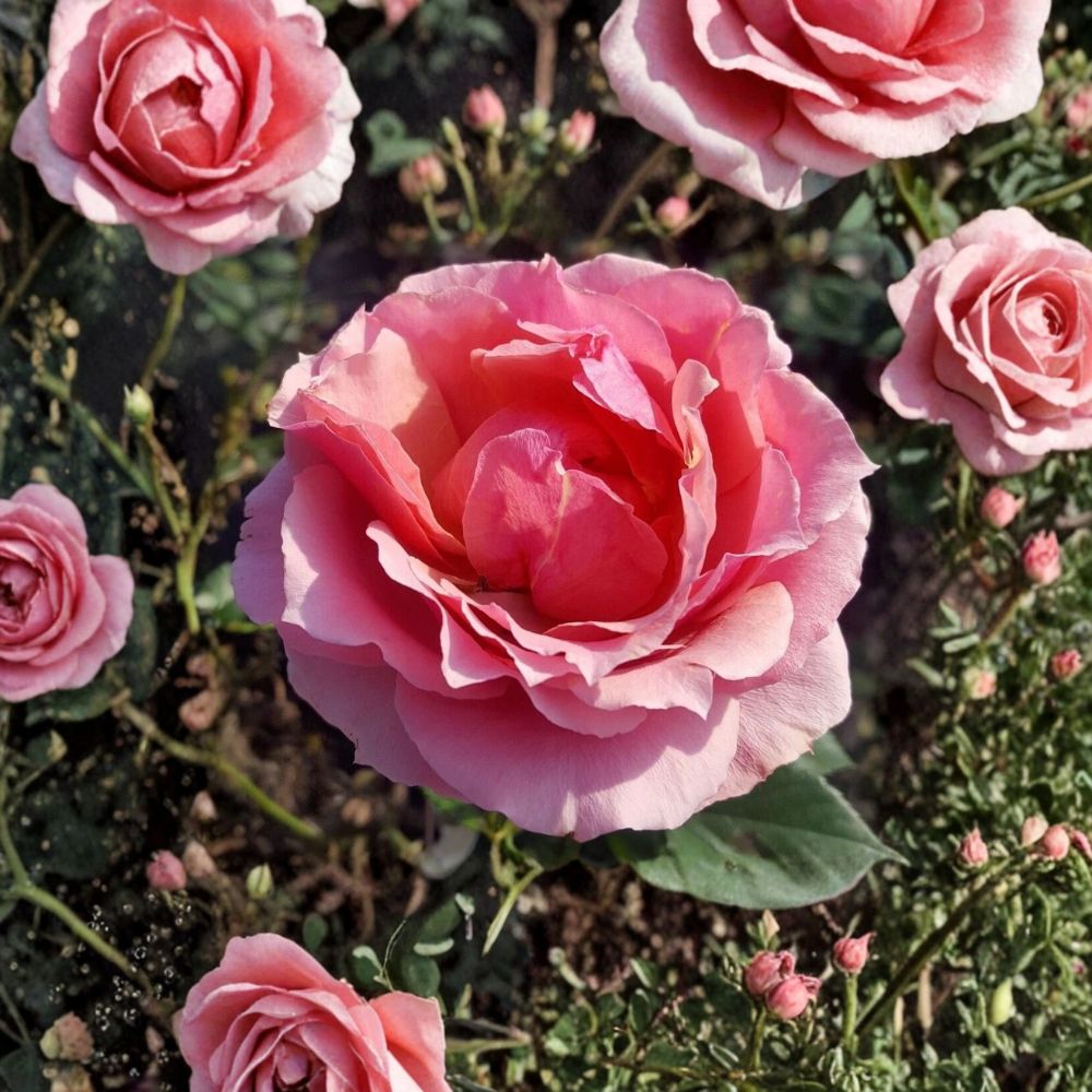 Princesse de Monaco Rose Bush | 3 Gallon Pink Grandiflora | Rosa hybrid 'Princesse de Monaco' | Hardy Bi-Color Blooms