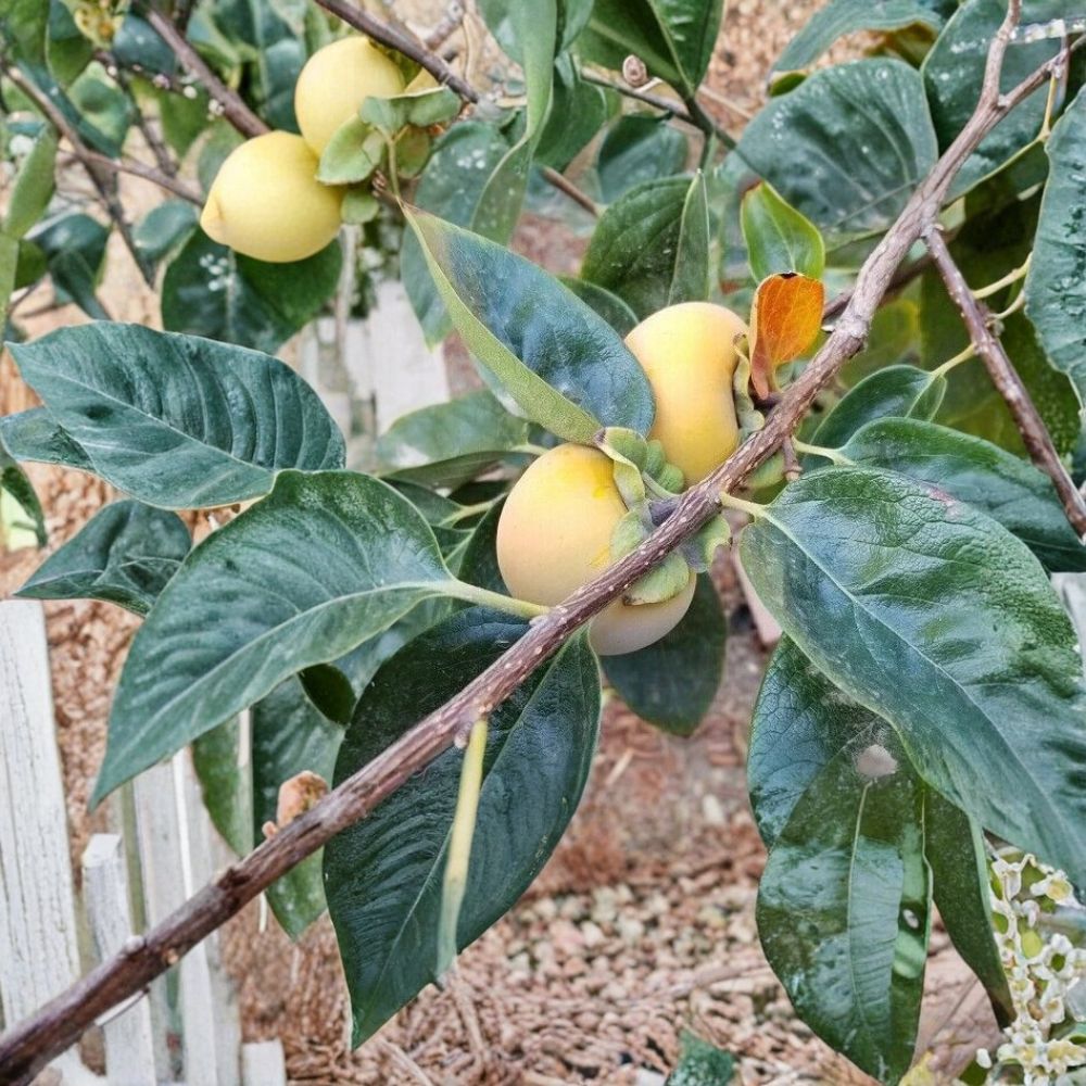 Tam-O-Pan Persimmon Tree 4-6 Feet Diospyros kaki Self-Fertile Large Sweet Fruit Easy to Grow Edible Landscape