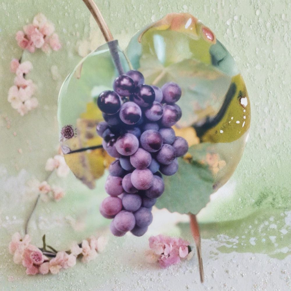 Champanel Grape Vine 1 Gallon Live Plant | Sweet Fruit Producing Vine | Vitis spp. 'Champanel' | Easy to Grow for Garden & Vineyard