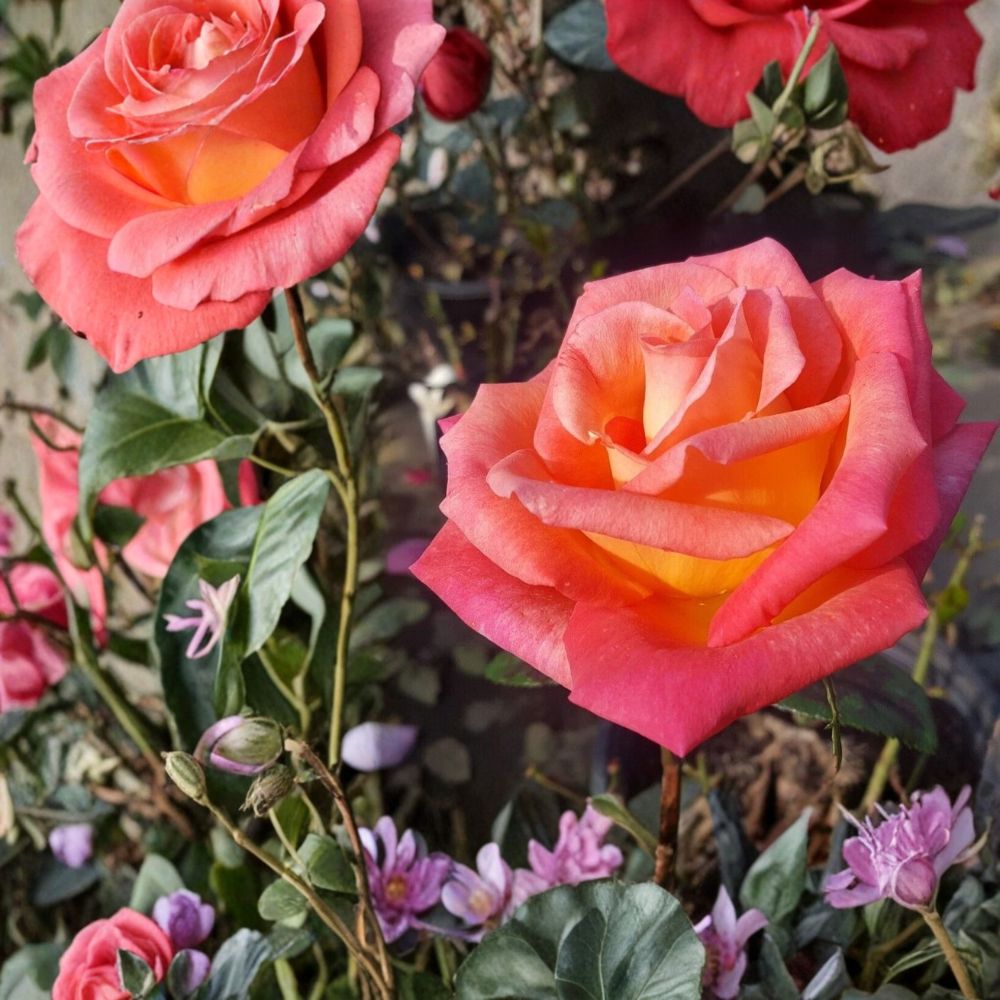 Mikado Hybrid Tea Rose 5 Gallon Live Plant | Scarlet Yellow Rose Bush | Rosa hybrida | Garden & Landscape Friendly