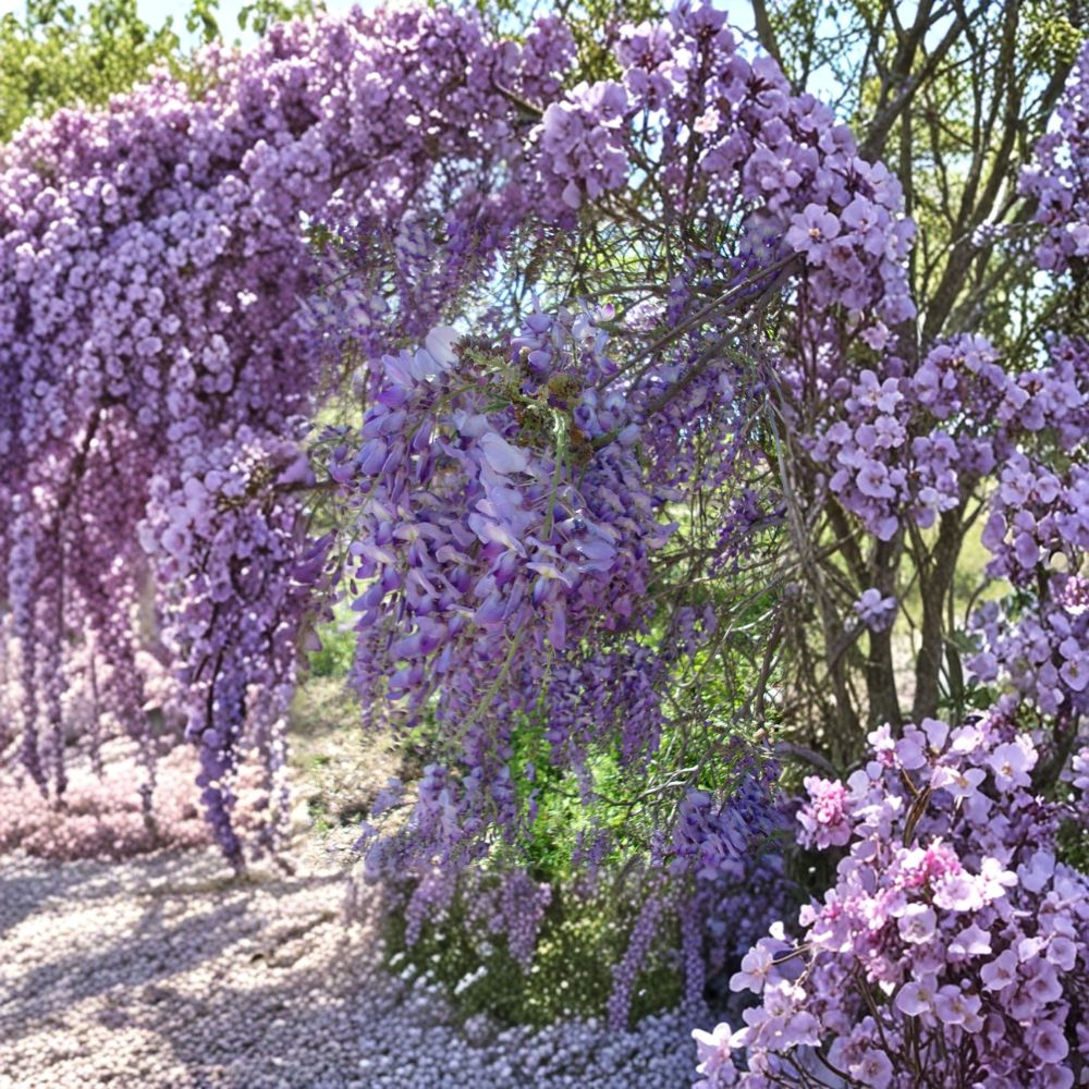 Purple Wisteria Vine Plant - 2 Gallon Live Flowering Variety | Wisteria sinensis | Fragrant & Easy to Grow for Trellis & Garden