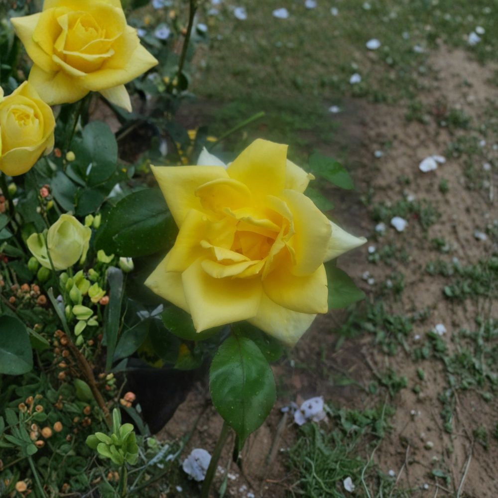 Oregold Grandiflora Rose Bush - 3 Gallon Live Plant - Bright Yellow Blooms - Rosa hybrid 'Oregold' - Hardy Landscape Rose