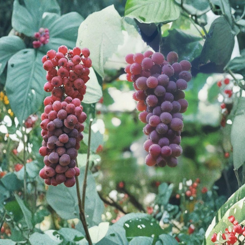 Red Flame Seedless Grape Vine | 3 Gallon Live Plant | Vitis vinifera | Sweet Red Seedless Grapes | Easy to Grow, Self-Fertile
