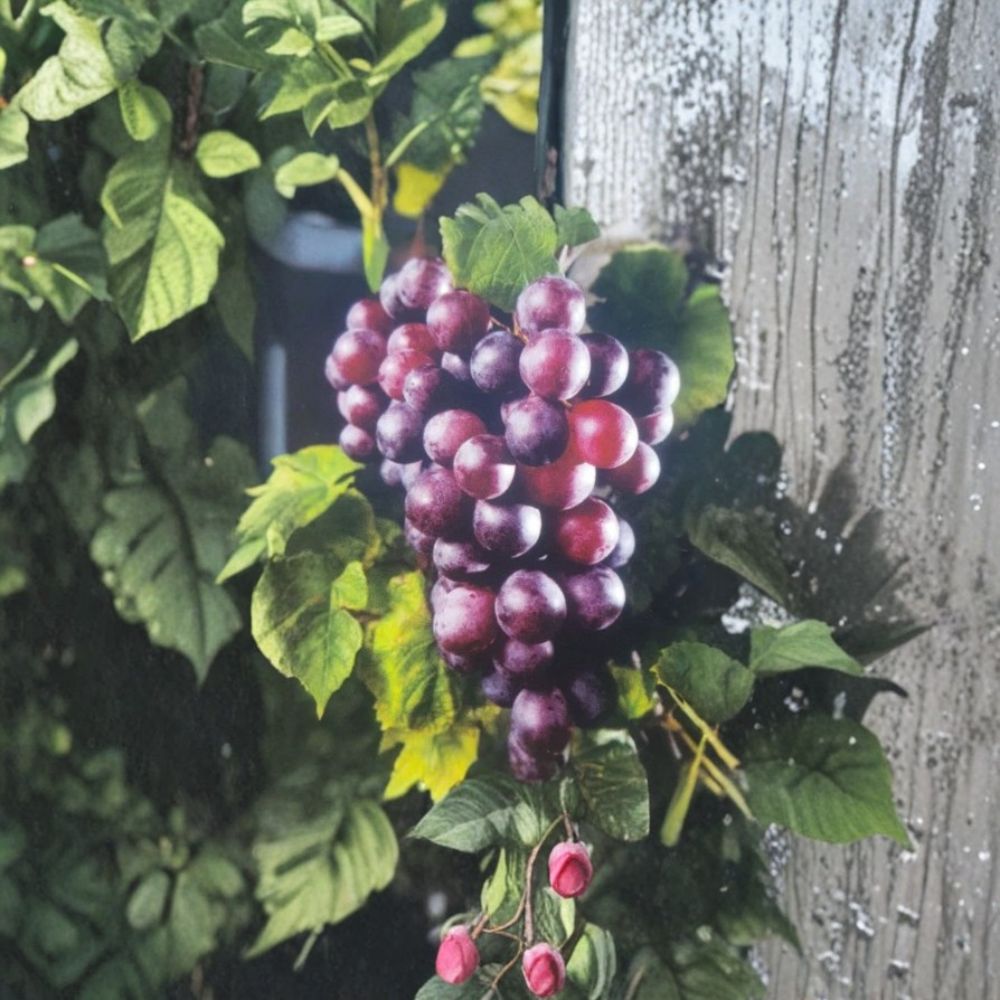 Black Beauty Muscadine Grape Vine - 1 Gallon Live Plant | Vitis rotundifolia | Sweet Black Grapes for Gardens & Vineyards