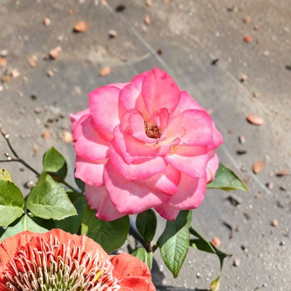 Nichole Floribunda Rose Live Plant | 2 Gallon | White Pink Everblooming Rose Bush | Rosa hybrida | Garden Friendly