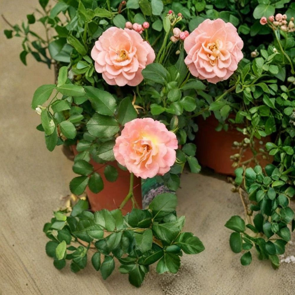 Peach Drift Rose Bush | 3 Gallon Live Plant | Peach Blooms | Rosa 'Peach Drift' | Low Maintenance Groundcover Shrub