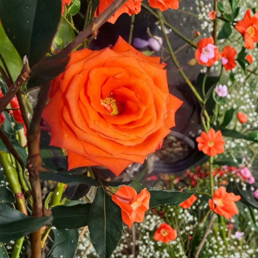 Marina Floribunda Rose Plant - 5 Gallon Salmon Orange Everblooming Rose Bush - Rosa hybrida - Garden & Landscape Friendly