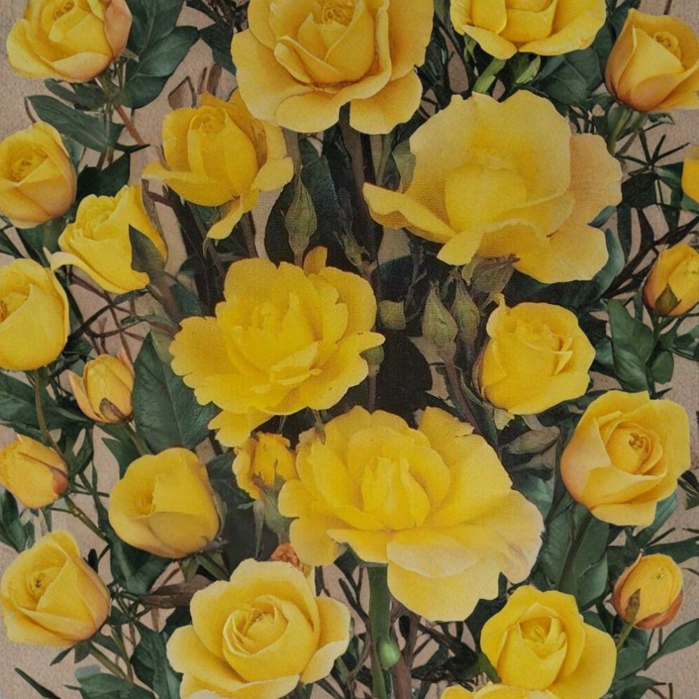 Climbing Golden Showers Rose Live Plant | 2 Gallon | Daffodil Yellow | Rosa hybrida | Trellis & Garden Friendly