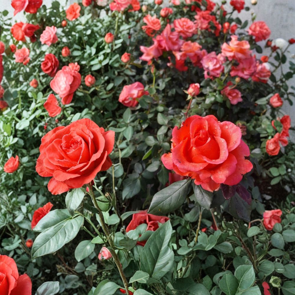 Ring of Fire Hybrid Tea Rose | 3 Gallon Live Plant | Fiery Red Orange Blooms | Rosa hybrid 'Ring of Fire'