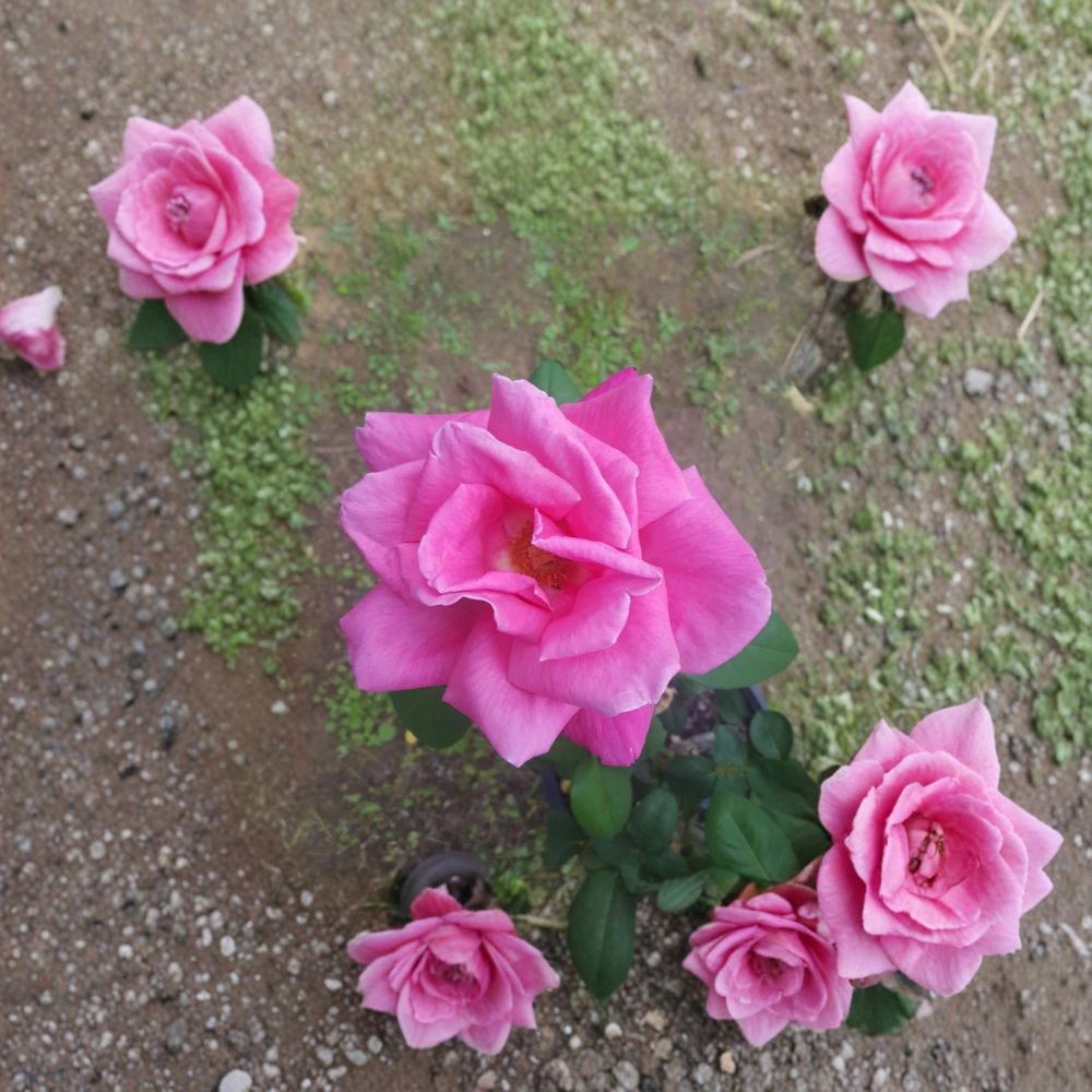 Perfume Delight Hybrid Tea Rose Plant | 5 Gallon | Fragrant Pink Blooms | Rosa hybrid 'Perfume Delight' | Garden Rose