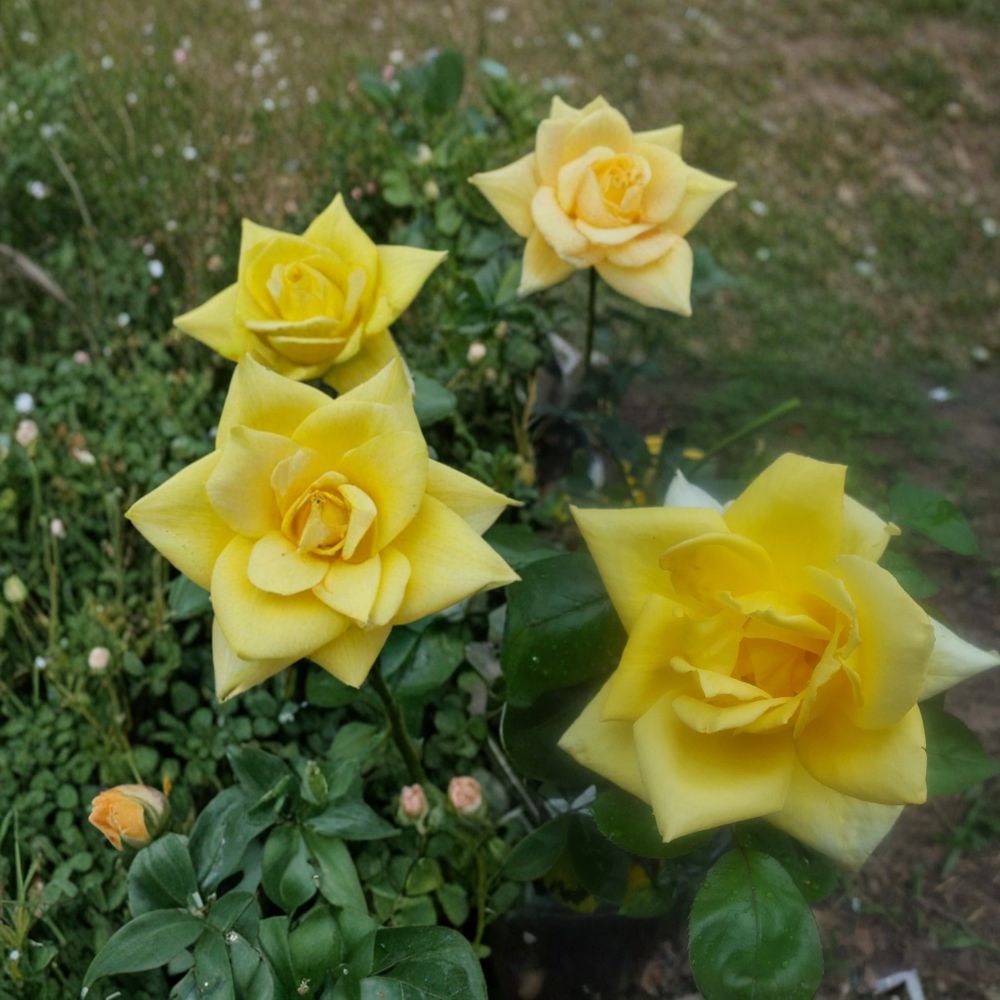 Oregold Grandiflora Rose Live Plant 3 Gallon Golden Yellow Blooms Rosa hybrid 'Oregold' Award-Winning Garden Rose