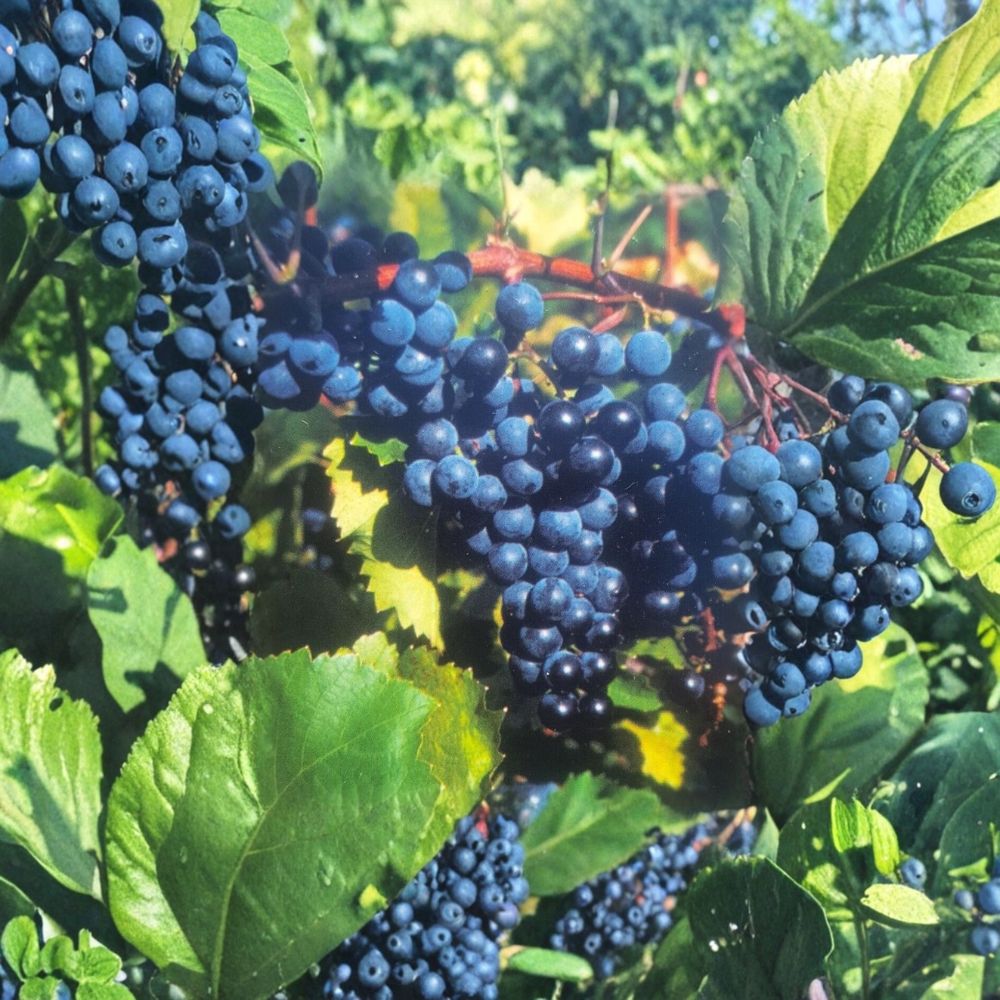 Concord Grape Vine 2 Gallon Live Plant | Vitis labrusca | Sweet Fruit Producing | Easy to Grow for Vineyards & Gardens