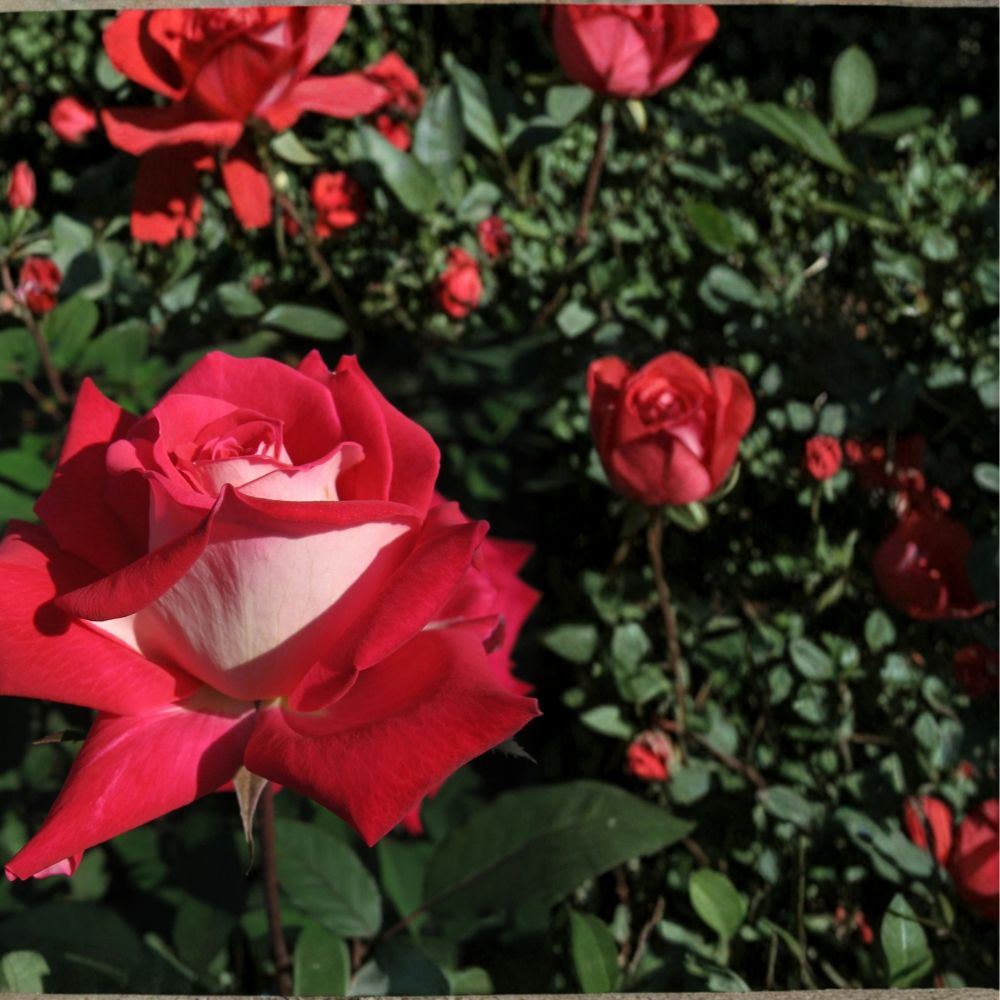 Love Grandiflora Rose Live Plant | 5 Gallon | Ruby Red & White Blooms | Rosa hybrid 'Love' | Fragrant, Easy to Grow Rose Bush