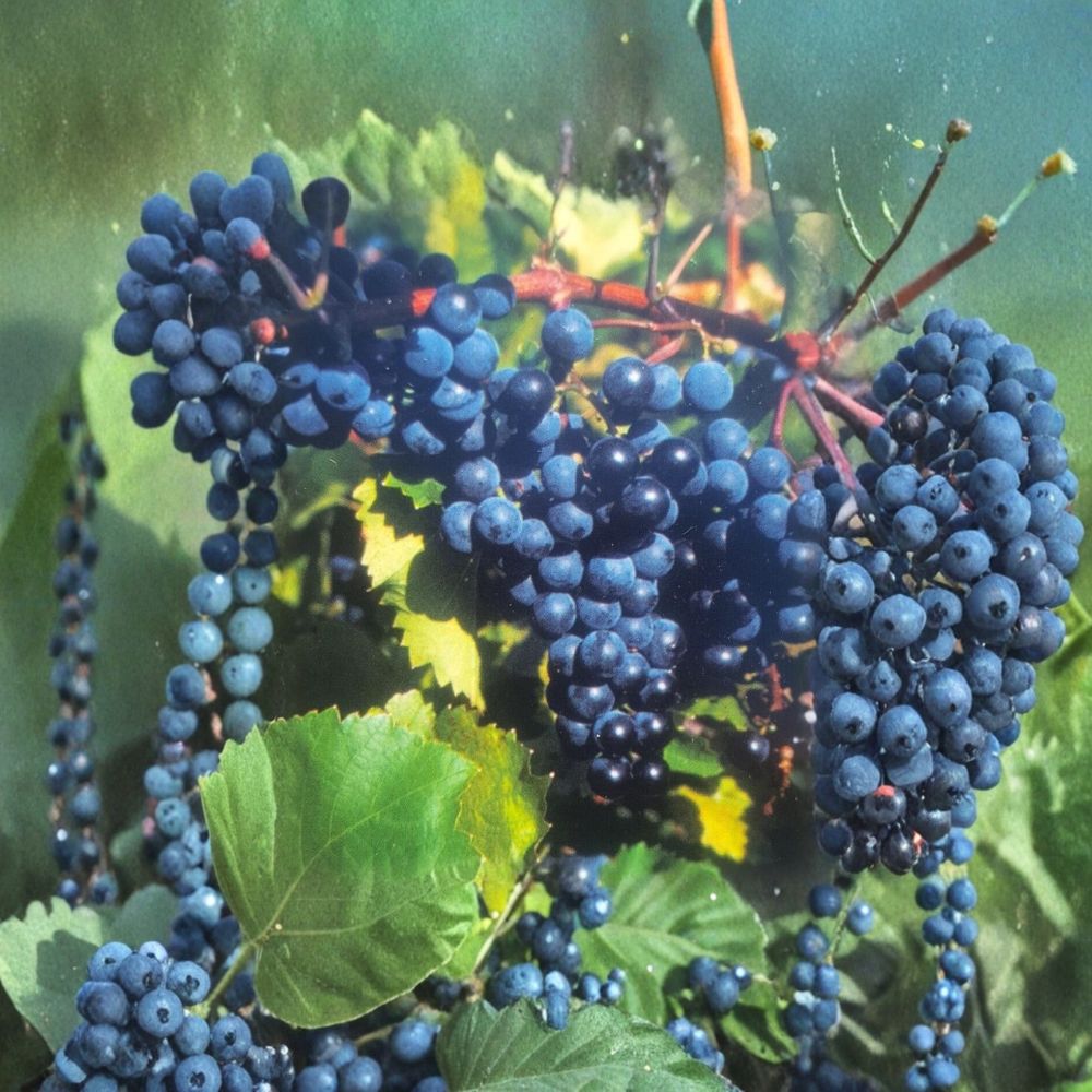 Concord Grape Vine Plant | 1 Gallon | Vitis labrusca | Sweet Juice & Jelly Grape | Hardy Edible Fruit Vine