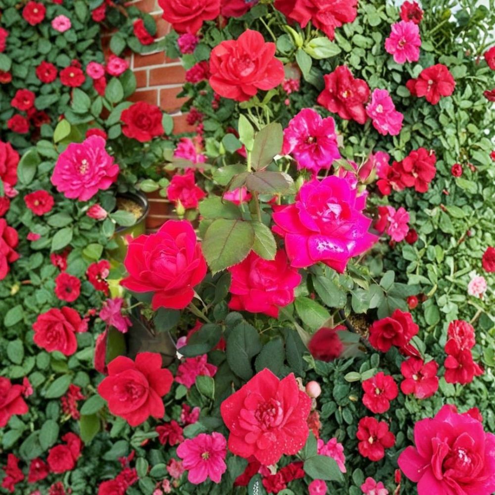 Double Knock Out® Red Rose Bush Plant | 1 Gallon | Disease Resistant Flowering Shrub | Rosa 'Radtko' | Garden Friendly