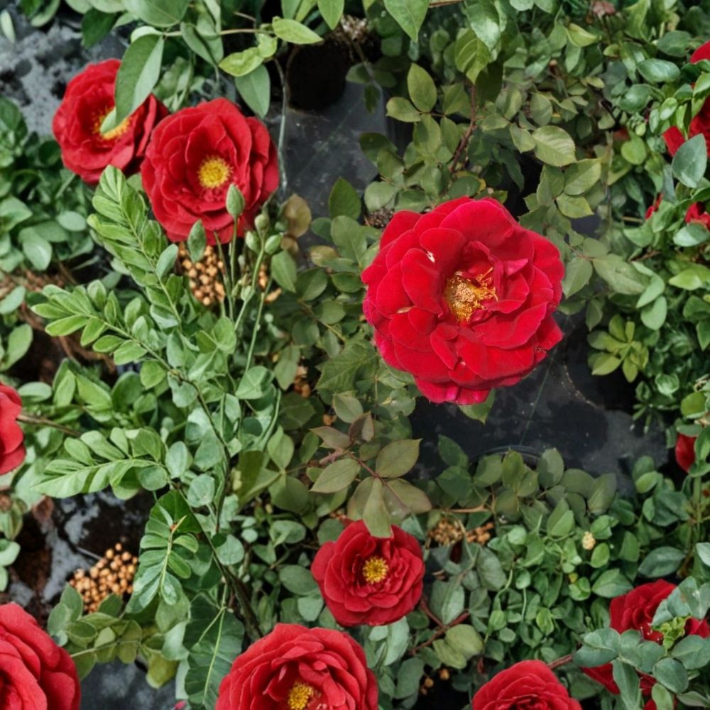 Mr. Lincoln Red Rose Bush Plant | 2 Gallon Hybrid Tea Rose | Rosa 'Mr. Lincoln' | Easy to Grow for Landscapes & Gardens