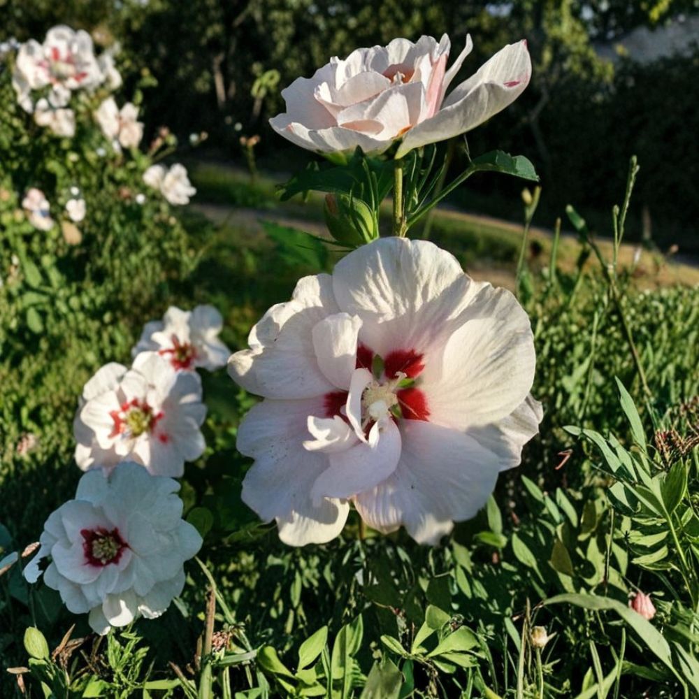 Double Flower White Althea Rose of Sharon Shrub - Live 3 Gallon Plant (Hibiscus syriacus) - Easy to Grow, Landscape Friendly