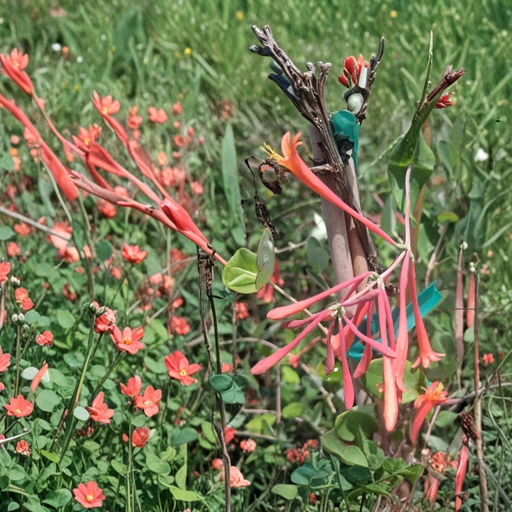 Coral Honeysuckle Live Vine | 3 Gallon | Fragrant Red Flowers | Hummingbird Friendly | Lonicera sempervirens