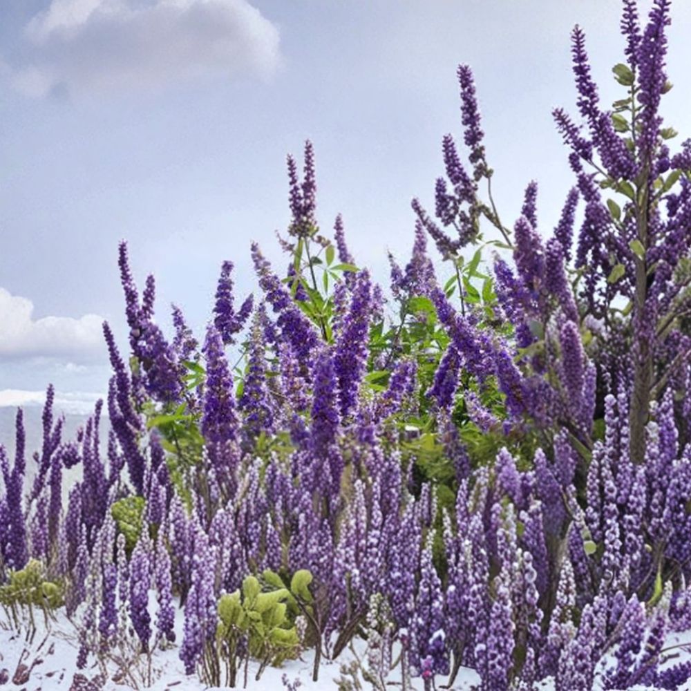 Live Shoal Creek Vitex Tree - 3 Gallon Lavender Flowering Variety - Vitex agnus-castus 'Shoal Creek' - Pollinator Friendly