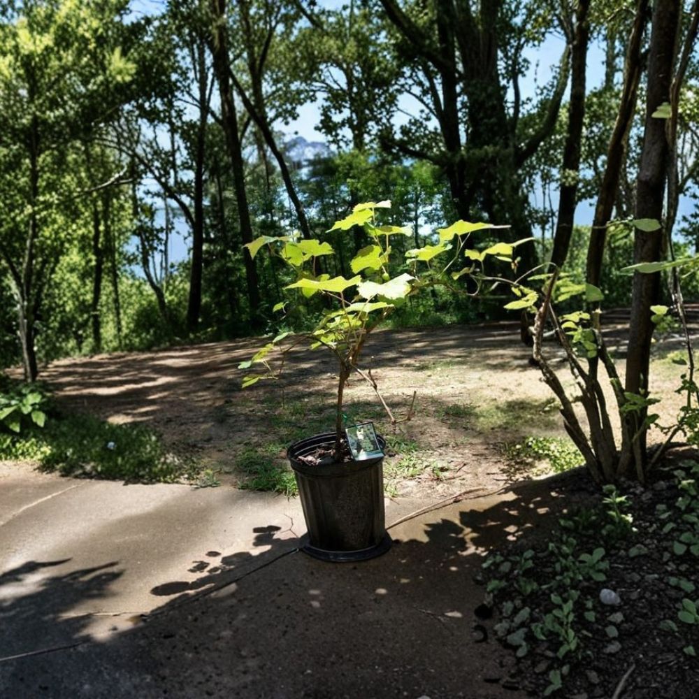 Niagara Grape Vine Plant | 1 Gallon | Sweet White Grapes | Vitis labrusca 'Niagara' | Hardy & Easy to Grow Fruit Vine