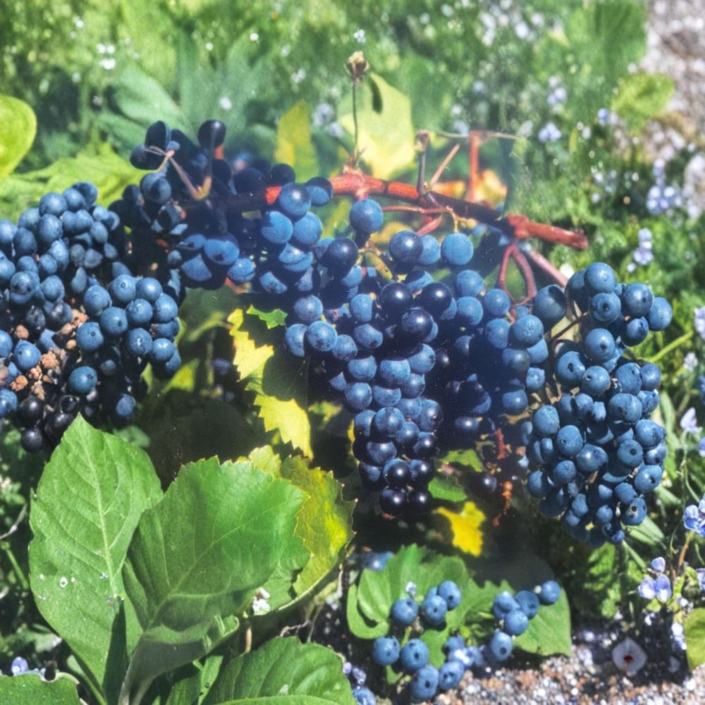 Concord Grape Vine Plant | 1 Gallon | Vitis labrusca | Sweet Fruit Producer | Easy to Grow | Vineyard & Garden Friendly