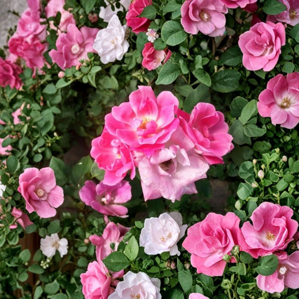 Pink Knock Out® Rose Shrub | 2 Gallon | Medium Pink Blooms | Disease Resistant | Rosa 'RADcon' | Easy Care Landscape Plant