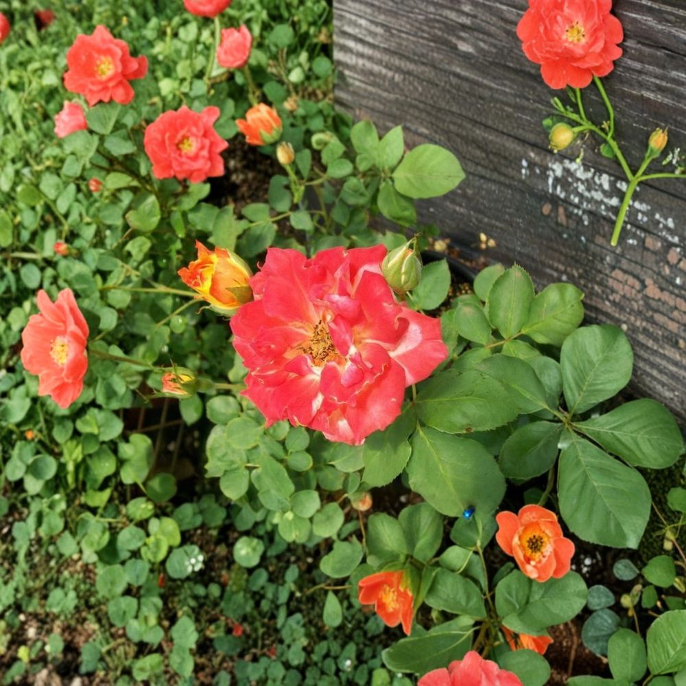 Pinata Rose Bush Plant | 5 Gallon | Multi-Colored Blooms | Rosa 'Pinata' | Easy to Grow Landscape & Garden Friendly