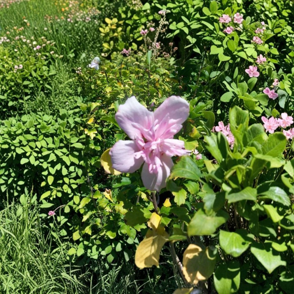 Double Flower Pink Rose of Sharon Plant | 1 Gallon | Hibiscus syriacus | Hardy Flowering Shrub with Double Pink Blooms