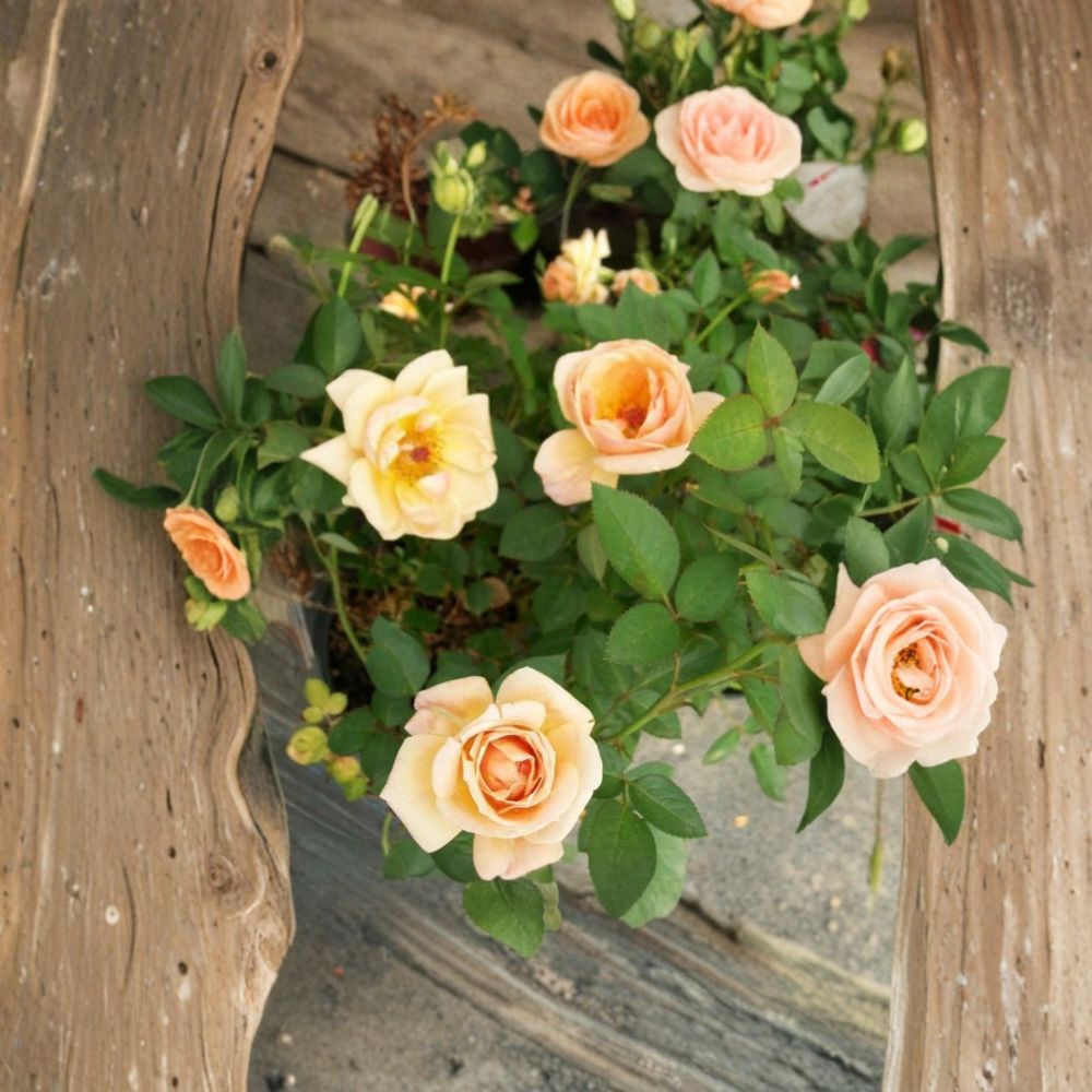 Southern Peach Rose Plant | 3 Gallon Miniature Apricot Yellow Rose Bush | Rosa hybrida | Easy to Grow Garden Plant
