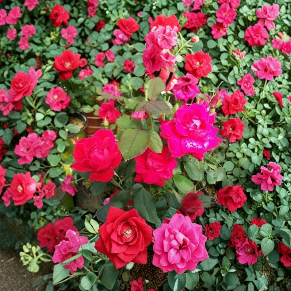 Double Knock Out® Red Rose Bush - 3 Gallon Live Plant | Disease Resistant Flowering Shrub | Rosa 'Radtko' for Easy Gardening