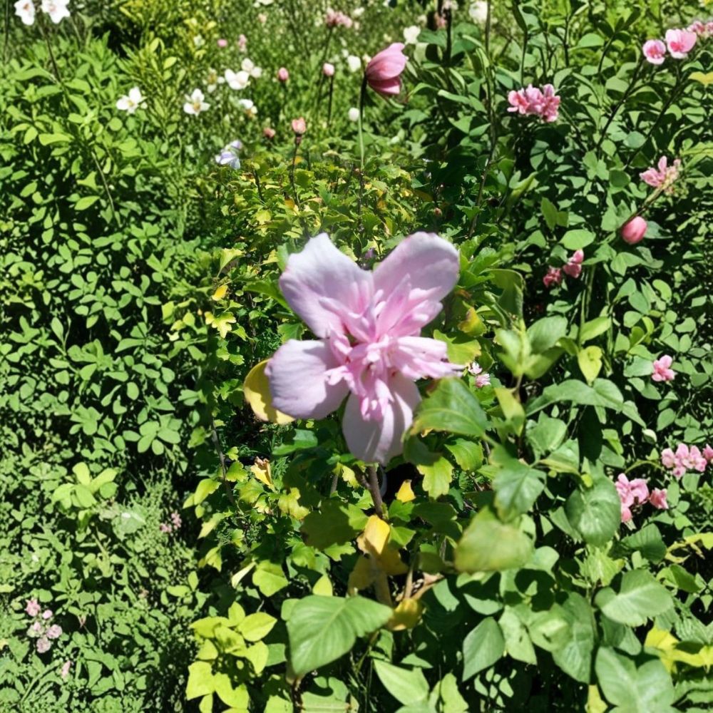 Double Flower Pink Althea Live Plant | 1 Gallon | Hibiscus syriacus | Rose of Sharon Shrub | Double Pink Blooms