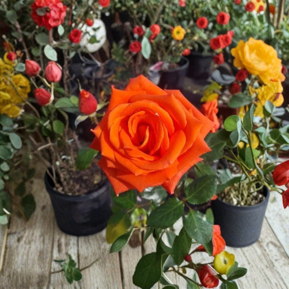 Marina Floribunda Rose Plant | 3 Gallon | Salmon Orange Everblooming | Rosa hybrida | Easy to Grow Garden Rose Bush