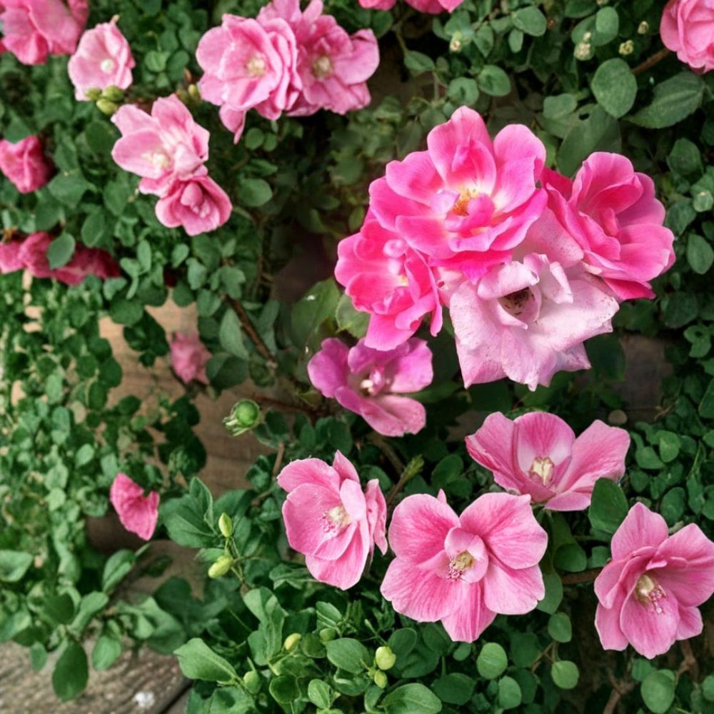 Pink Knock Out® Rose Bush Plant - 1 Gallon - Disease Resistant Shrub - Rosa 'RADcon' - Easy to Grow for Landscape & Garden