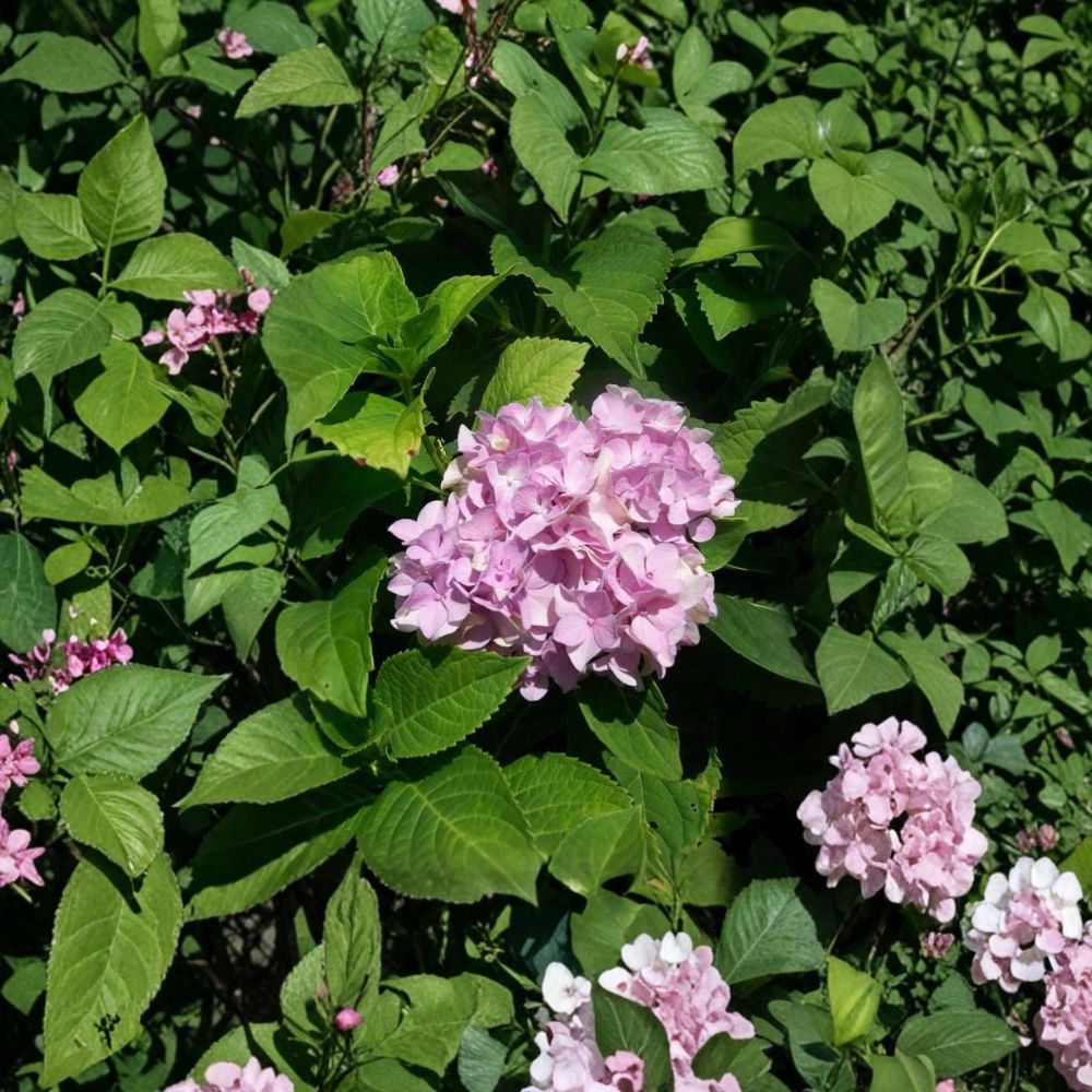 Nikko Blue Hydrangea Live Plant 3 Gallon | Blue Flowering Shrub | Hydrangea macrophylla | Easy to Grow Garden Plant