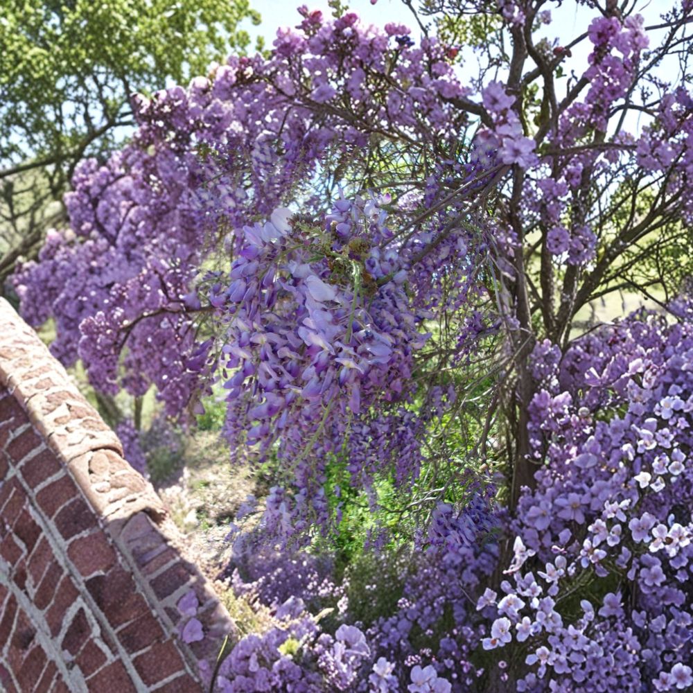 Purple Wisteria Vine | 2 Gallon Live Plant | Fragrant Purple Flowers | Fast Growing Climbing Vine | Wisteria spp.