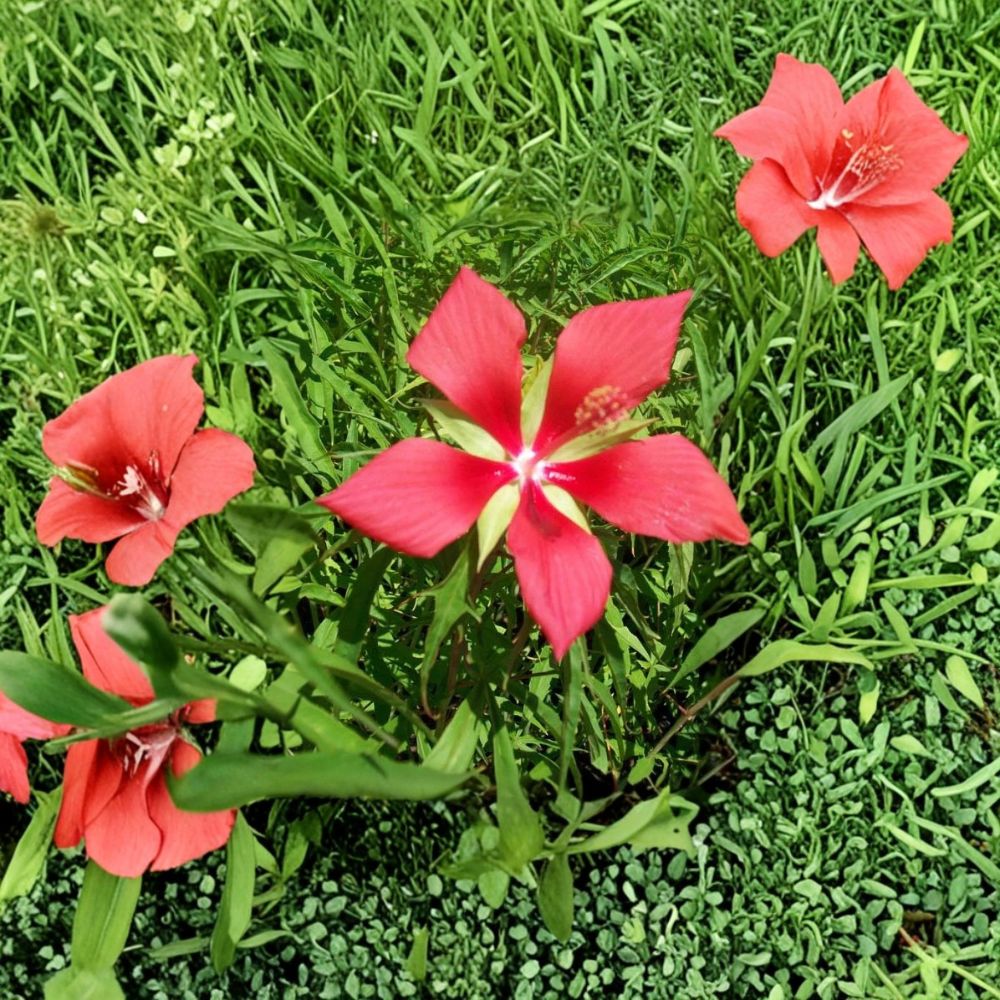 Texas Star Hibiscus Plant | 1 Gallon Size | Red Flowering Variety | Hibiscus coccineus | Easy to Grow for Gardens