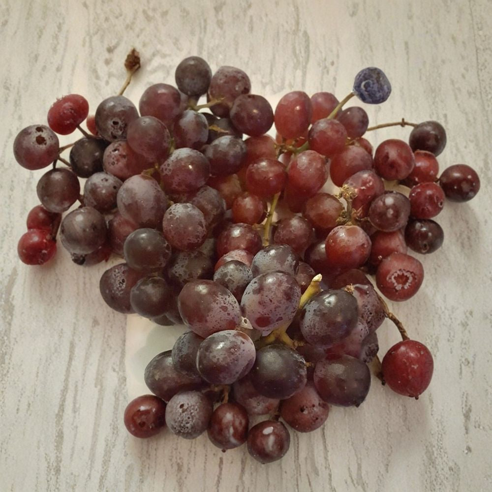 Vanessa Red Seedless Grape Vine - 2 Gallon Live Plant - Self-Fertile Vitis hybrid 'Vanessa' - Sweet Red Grapes - Easy to Grow