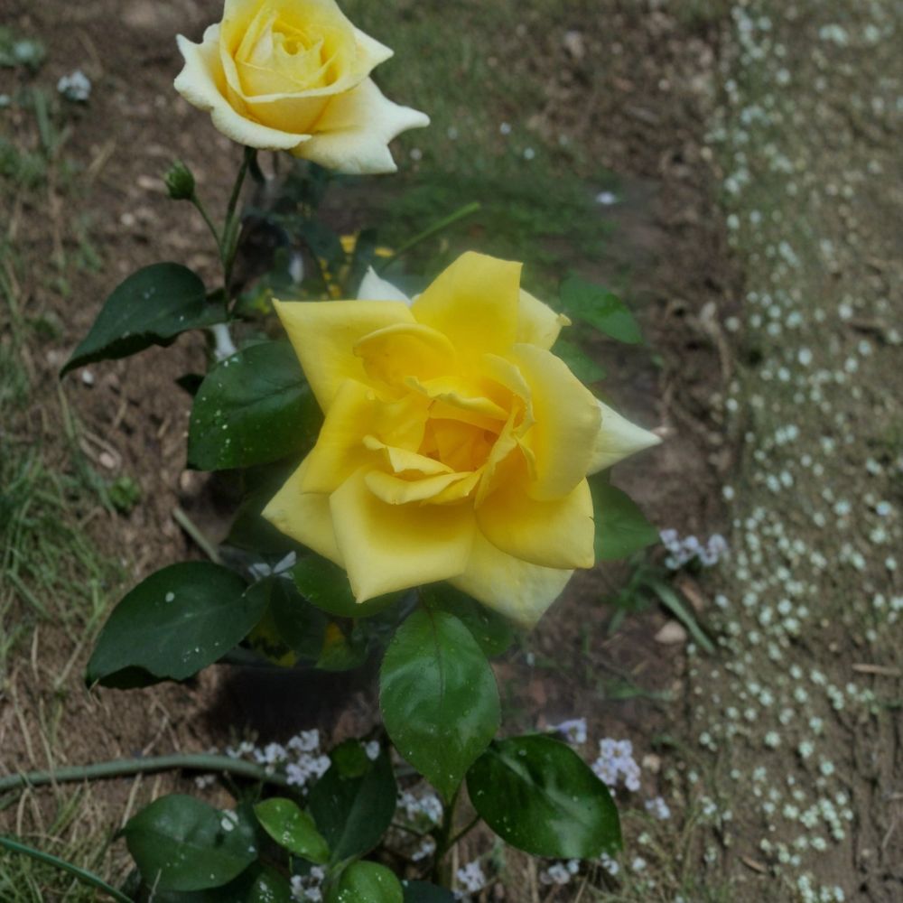 Oregold Grandiflora Rose Bush Plant | 5 Gallon Live Rose | Yellow Blooms | Rosa 'Oregold' | Easy to Grow Garden Plant